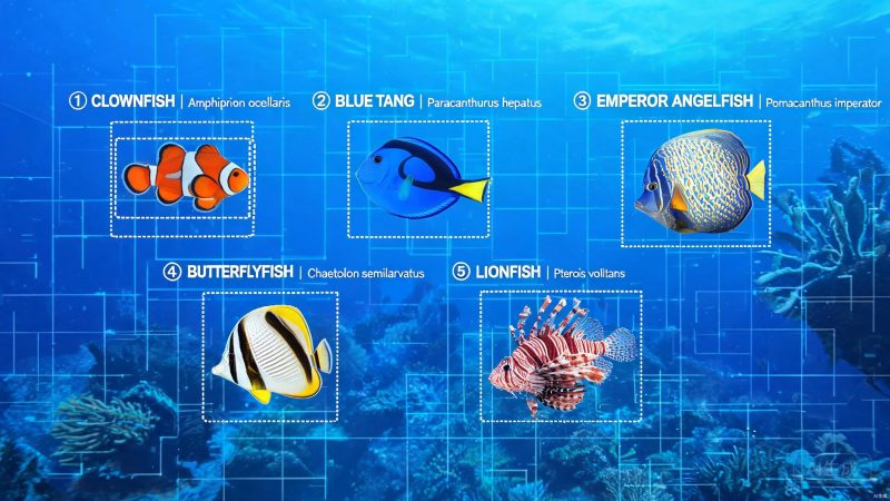 5种海洋鱼类数据集 | 目标检测 | 医疗AI-数据中国