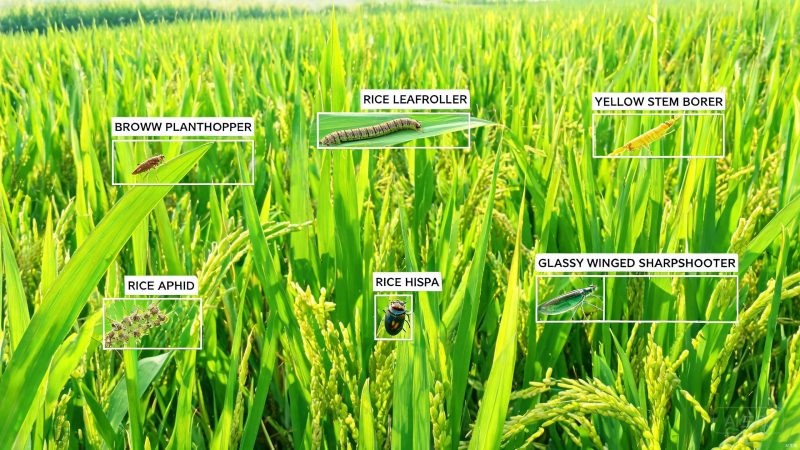 常见6种水稻害虫数据集 | 目标检测 | 工业检测-数据中国