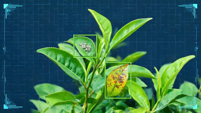 茶叶病虫害检测数据集 | 目标检测 | 农业识别-数据中国