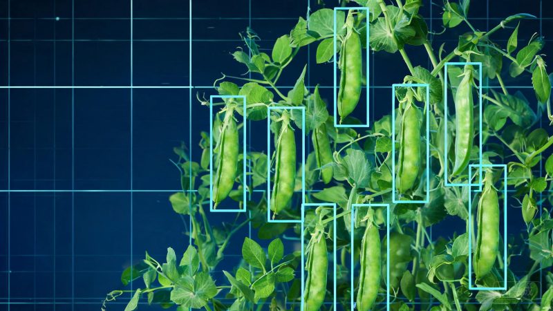 豌豆识别数据集 | 目标检测 | 工业检测-数据中国