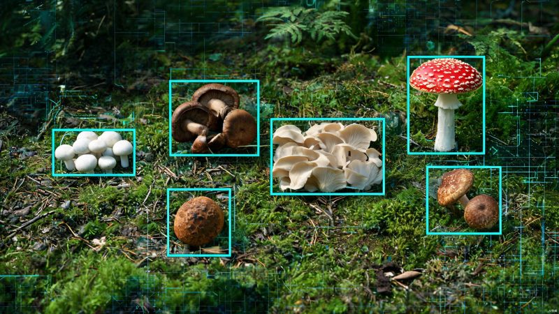 14种蘑菇分类检测数据集 | 实例分割 | 工业检测-数据中国