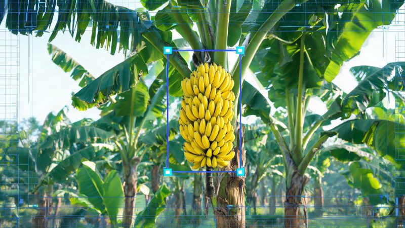 香蕉树上香蕉数据集 | 目标检测 | 工业检测-数据中国