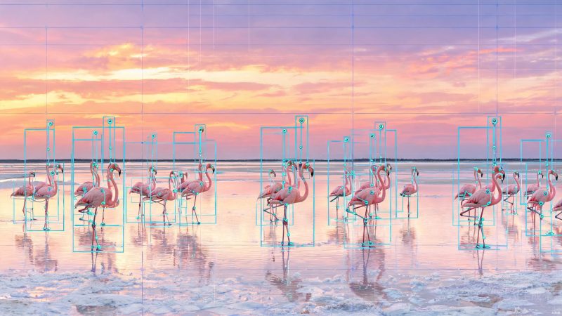 火烈鸟目标检测数据集 | 目标检测 | 工业检测-数据中国