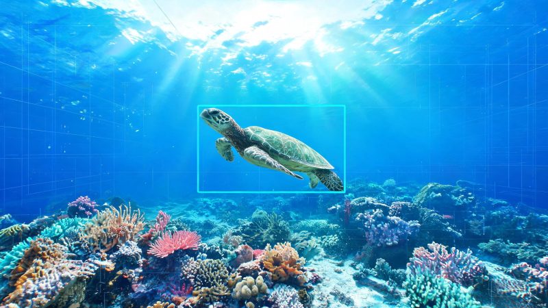 海龟数据集 | 目标检测 | 工业检测-数据中国