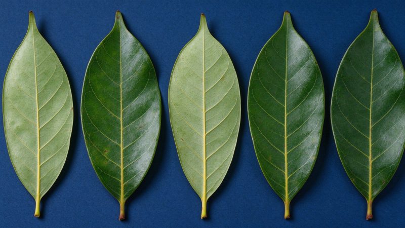 荔枝叶片品种识别数据集|YOLO数据集