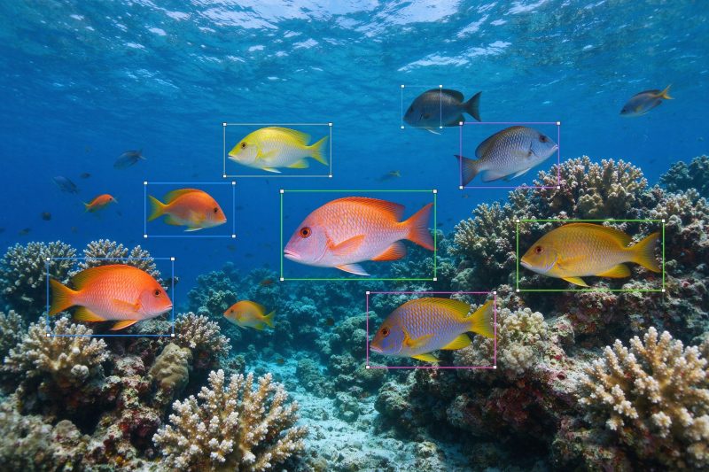 DeepFish水下鱼类检测数据集|YOLO数据集