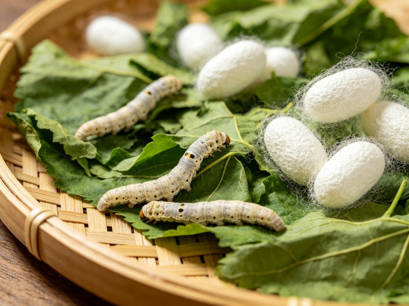 桑蚕病害识别数据集5-YOLO数据集