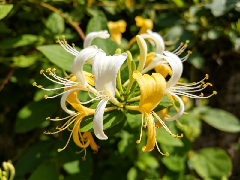 Japanese Honeysuckle数据集-YOLO数据集