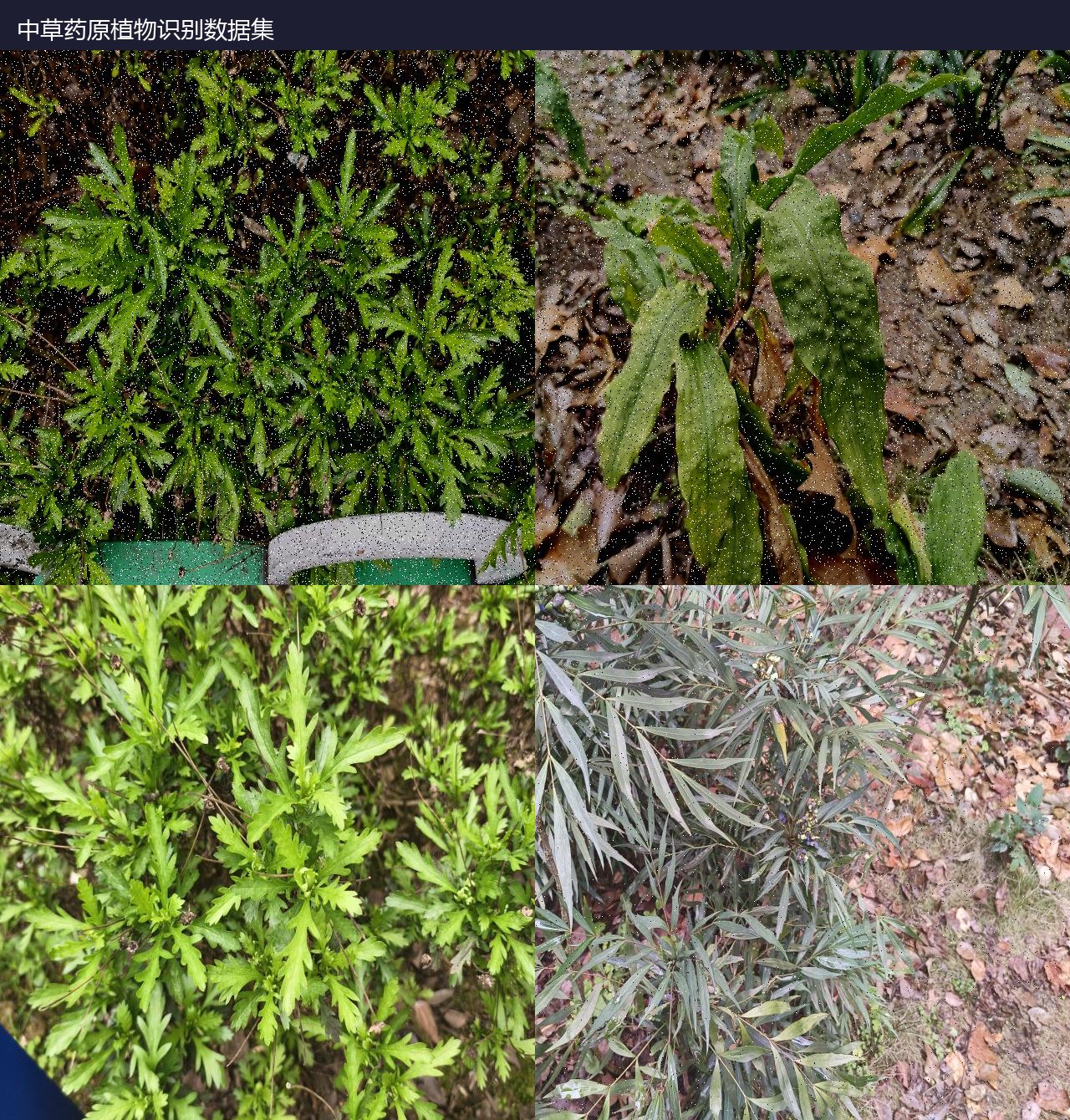 中草药原植物识别数据集 预览图