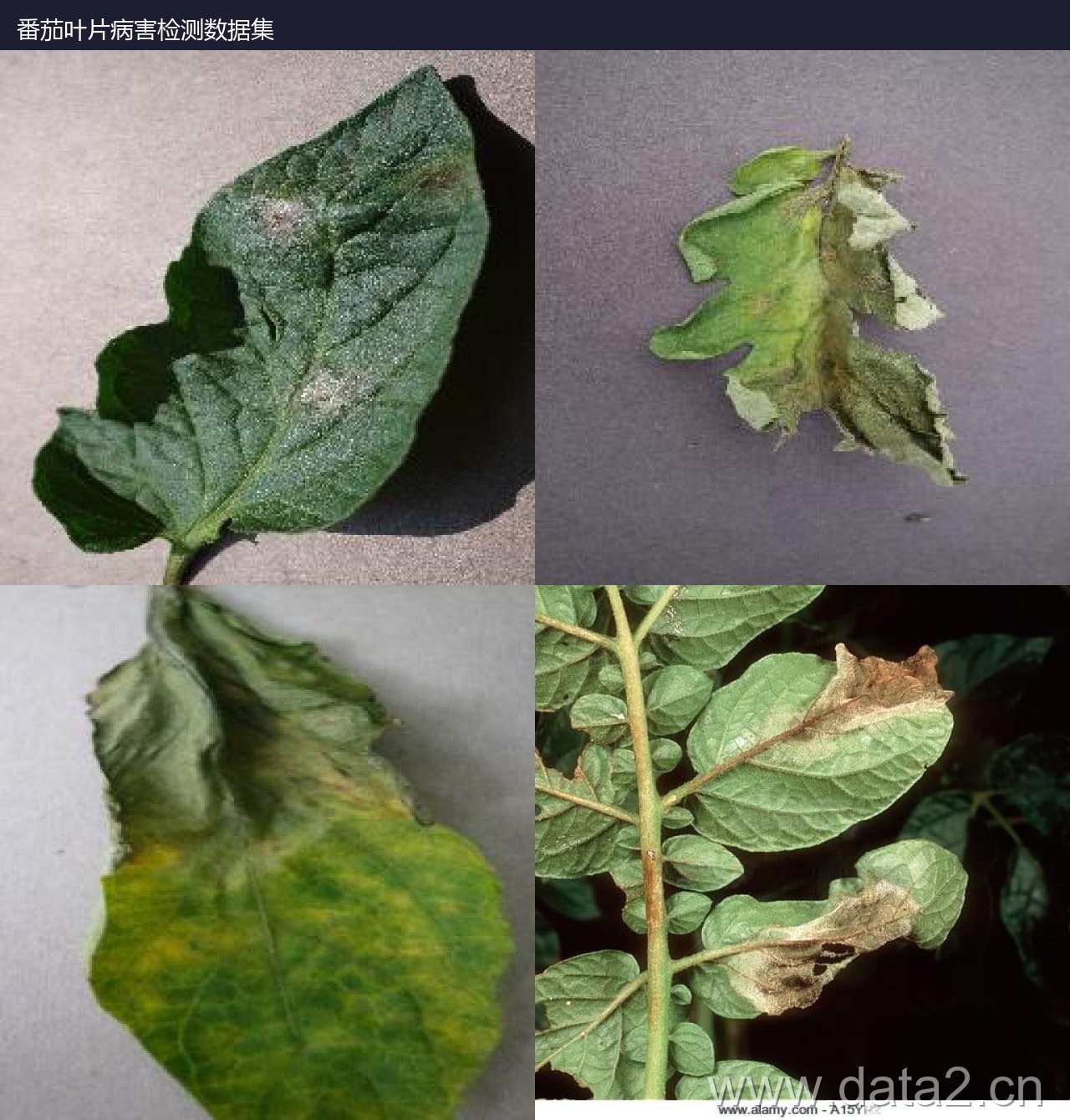 番茄叶片病害检测数据集 样本预览