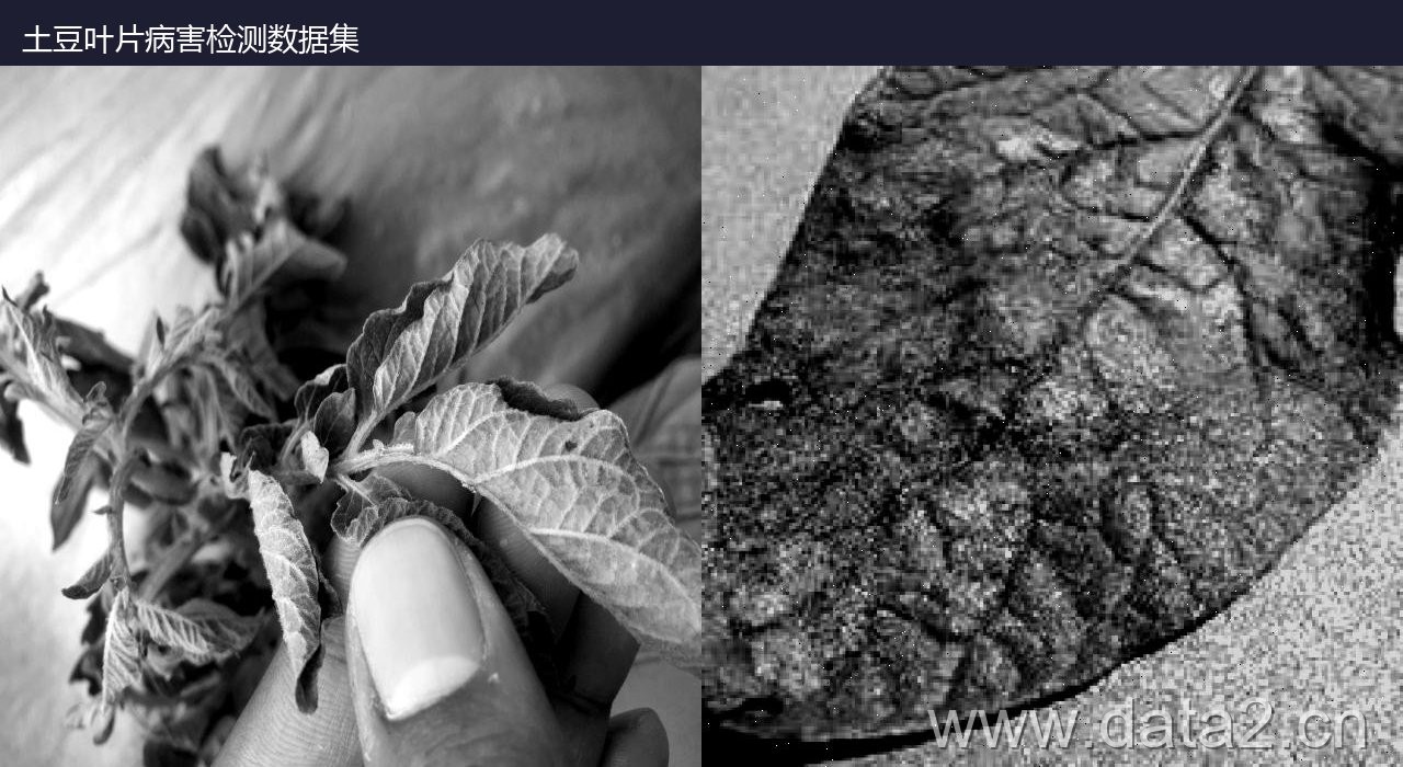 土豆叶片病害检测数据集 样本预览