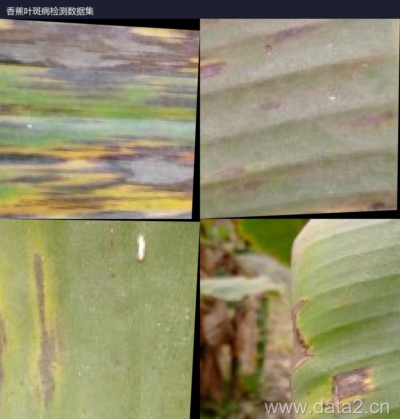 香蕉叶斑病检测数据集 样本预览