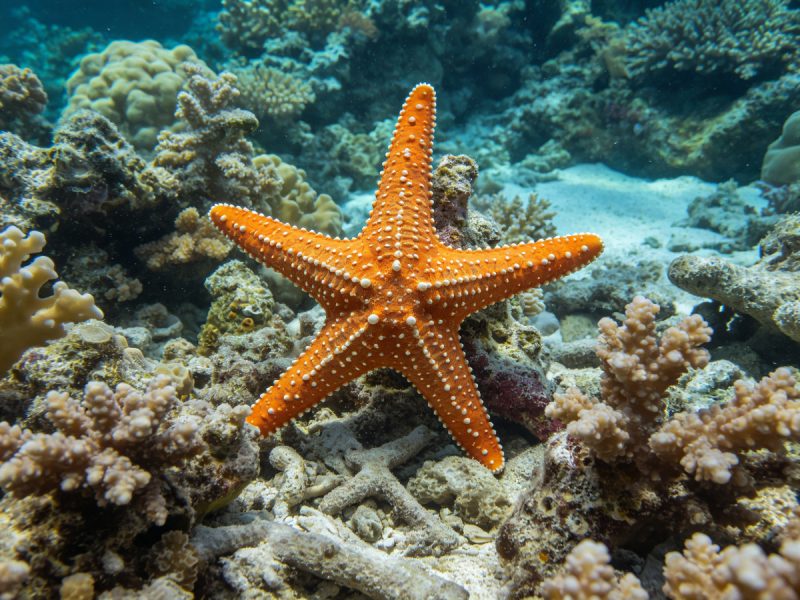 各类海星实例分割数据集-YOLO数据集