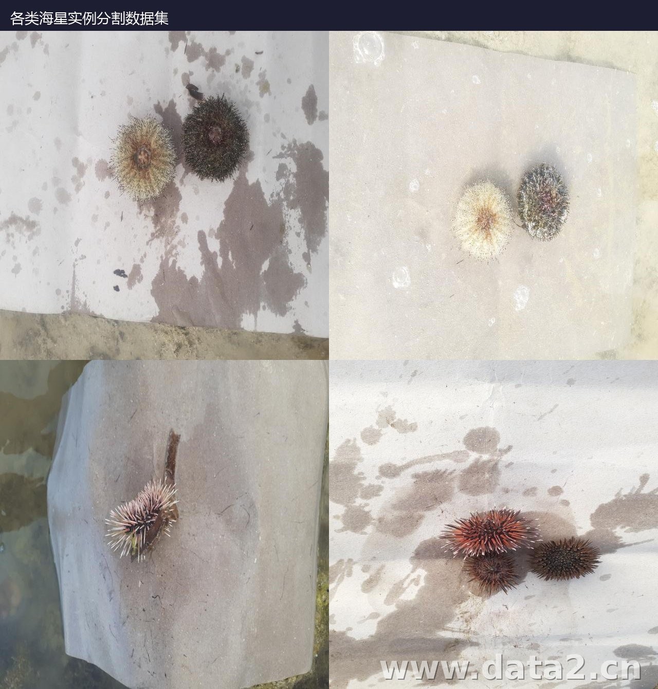 该数据集面向海底生物(海预览图