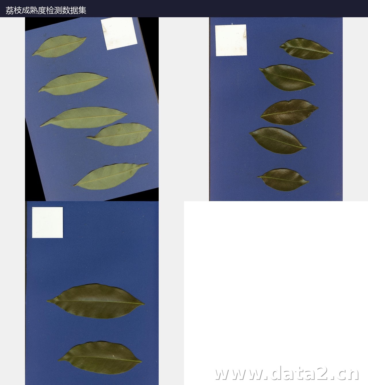 荔枝叶片品种识别数据集预览图