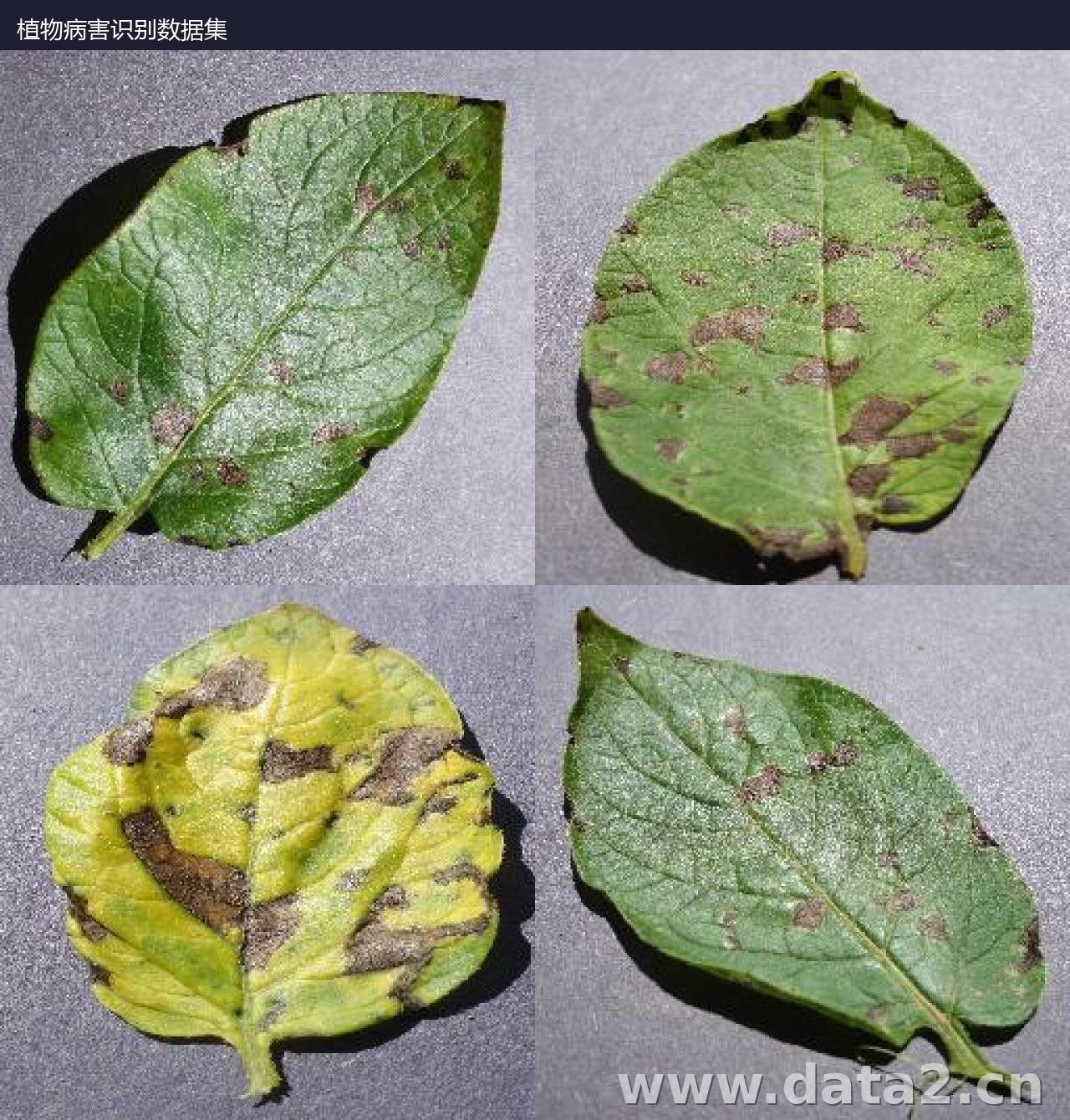 植物病害识别数据集 预览图