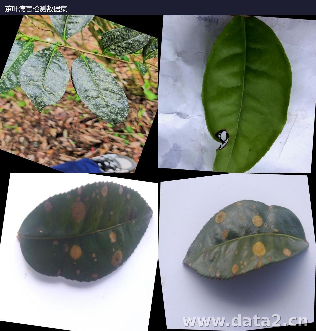 茶叶病害检测数据集预览图