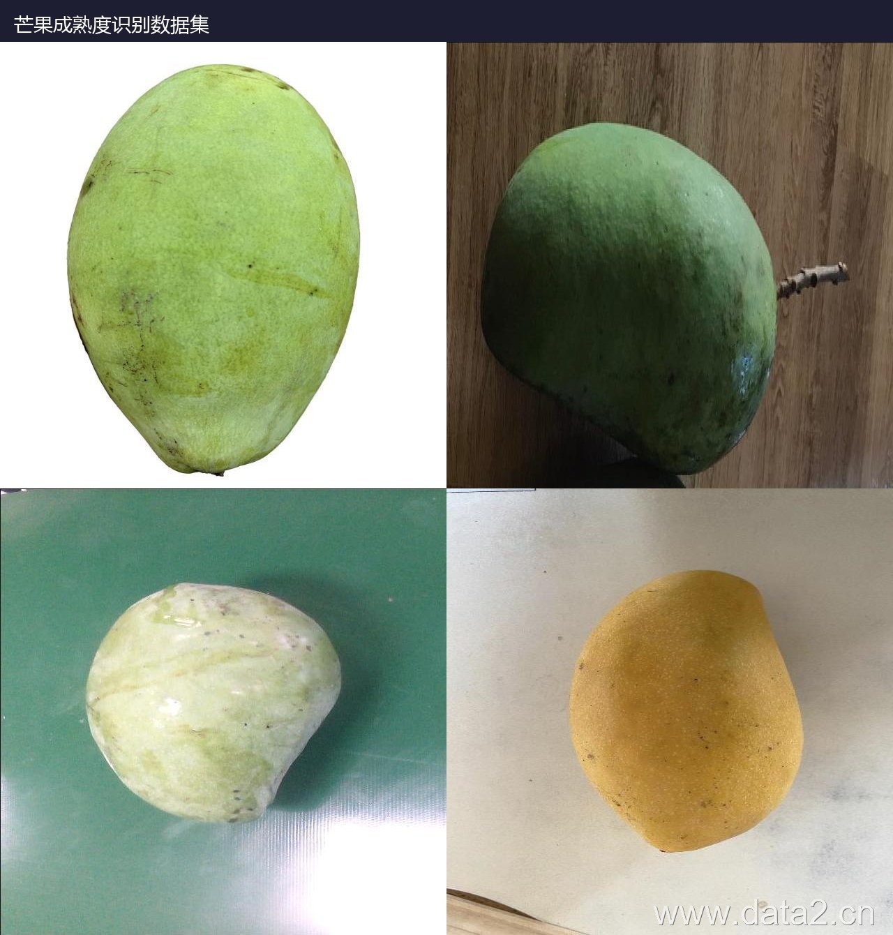 芒果成熟度识别数据集 预览图