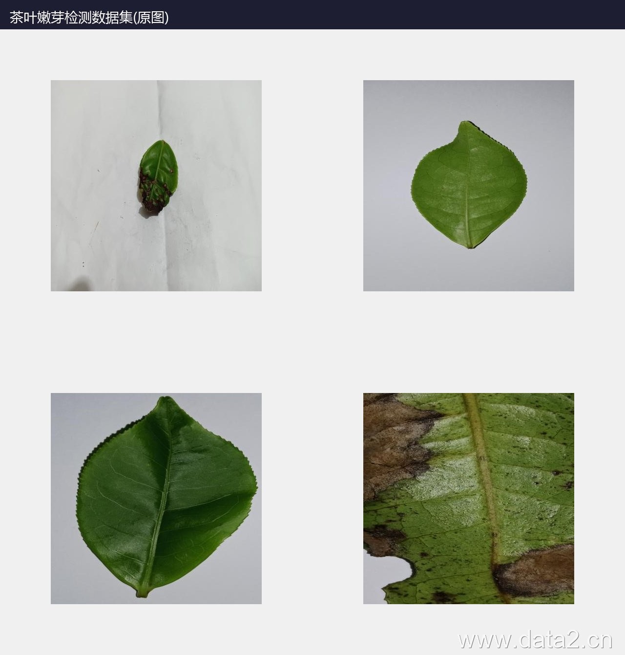 茶叶嫩芽检测数据集 预览图