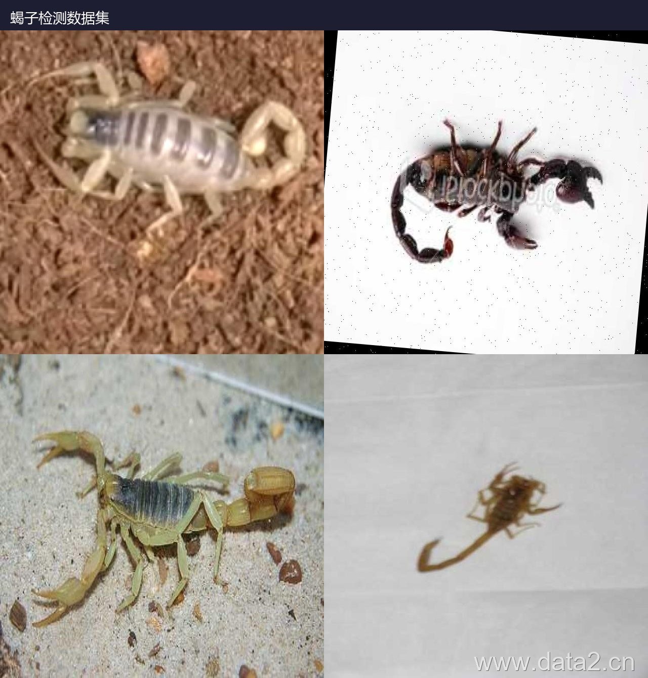 蝎子检测数据集 预览图