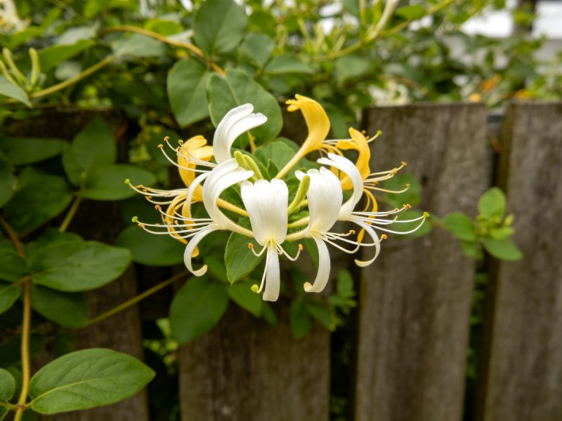 Japanese Honeysuckle 数据集-YOLO数据集