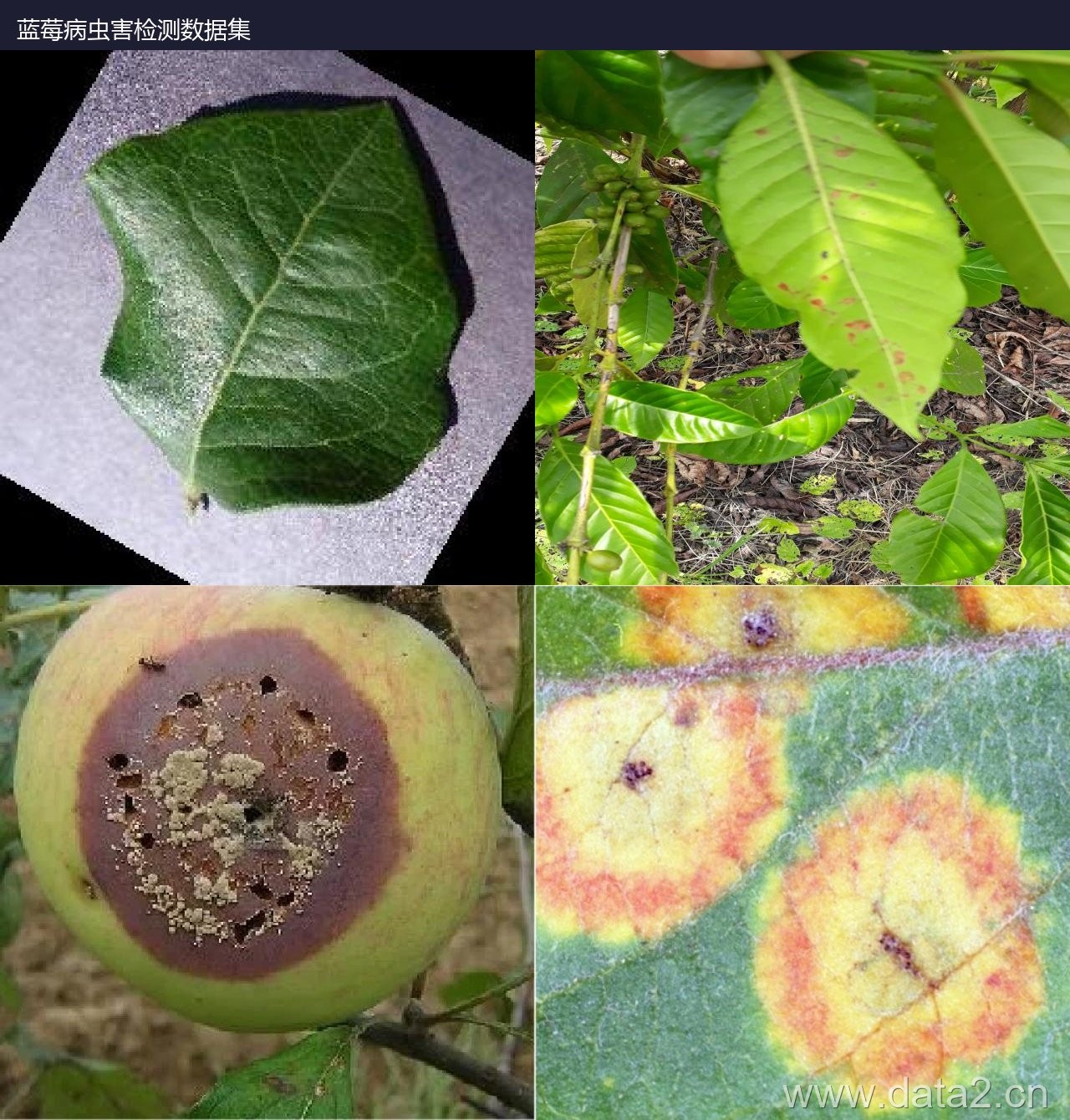 蓝莓病虫害检测数据集 预览图