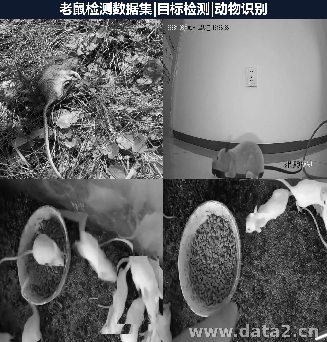 老鼠检测数据集 预览图
