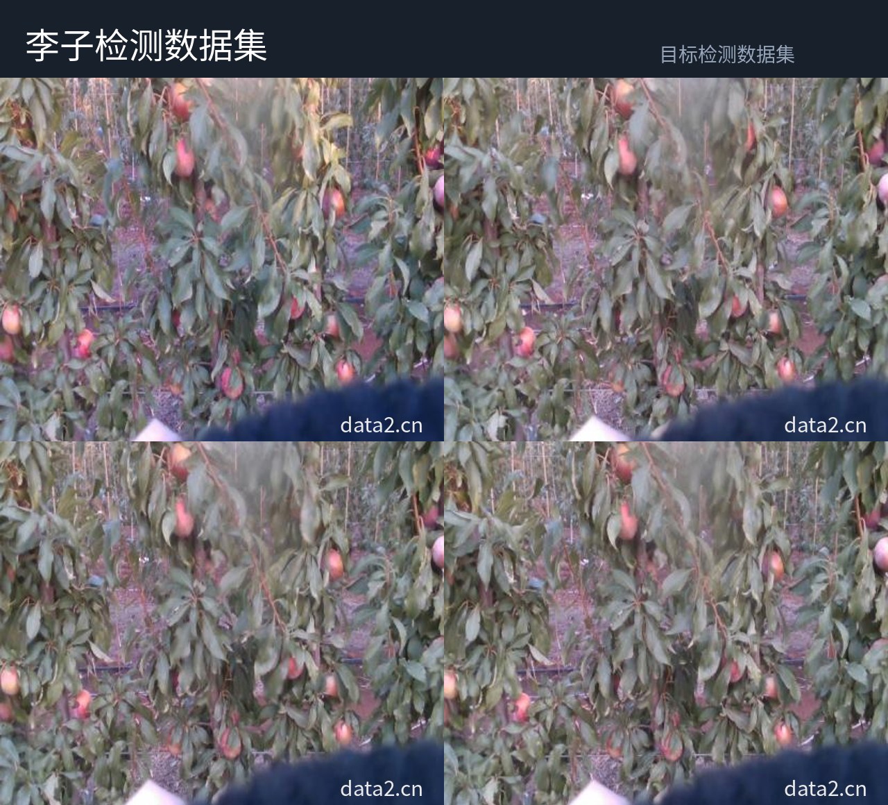 李子检测数据集 预览图