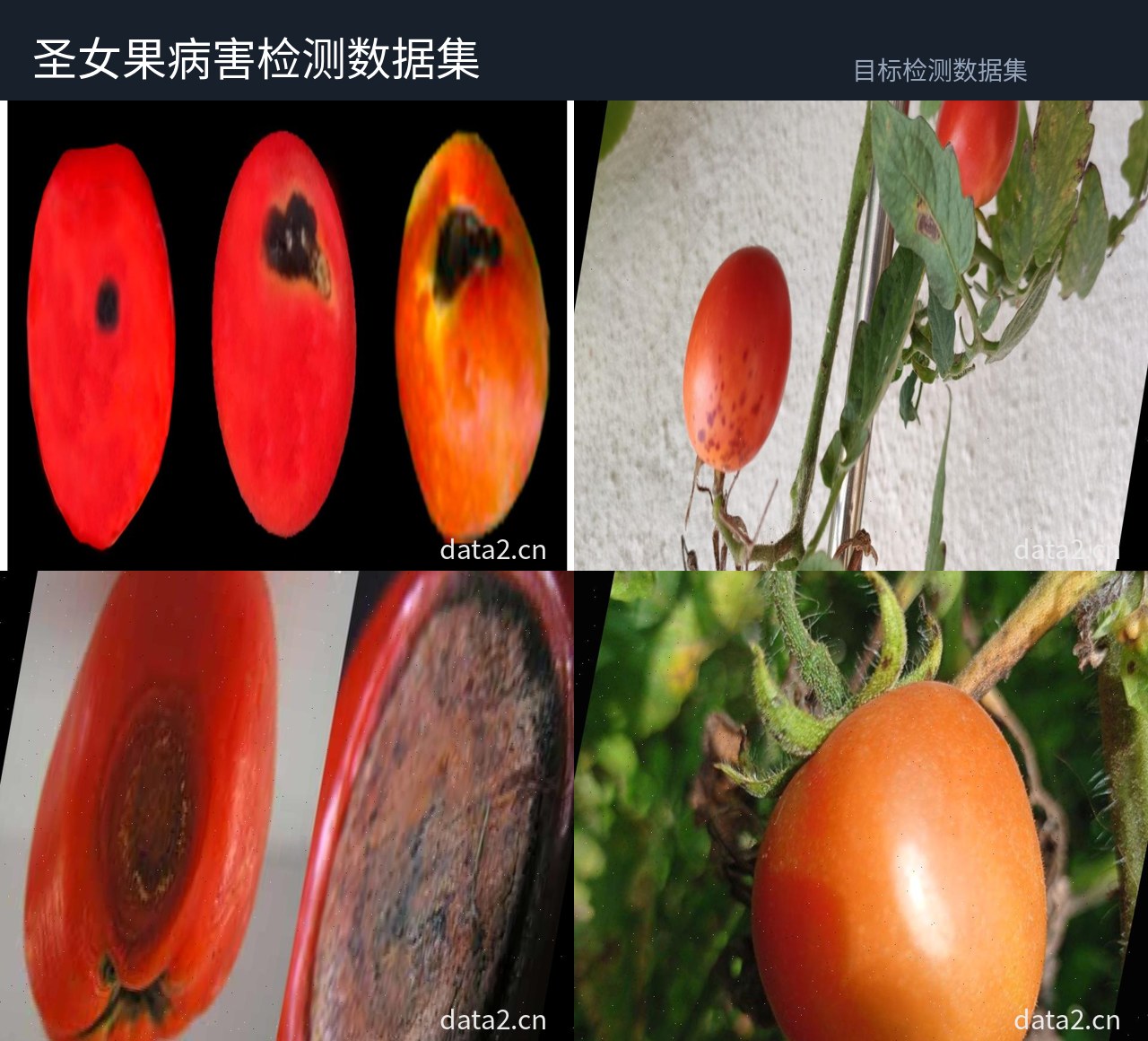 圣女果病害检测数据集 预览图