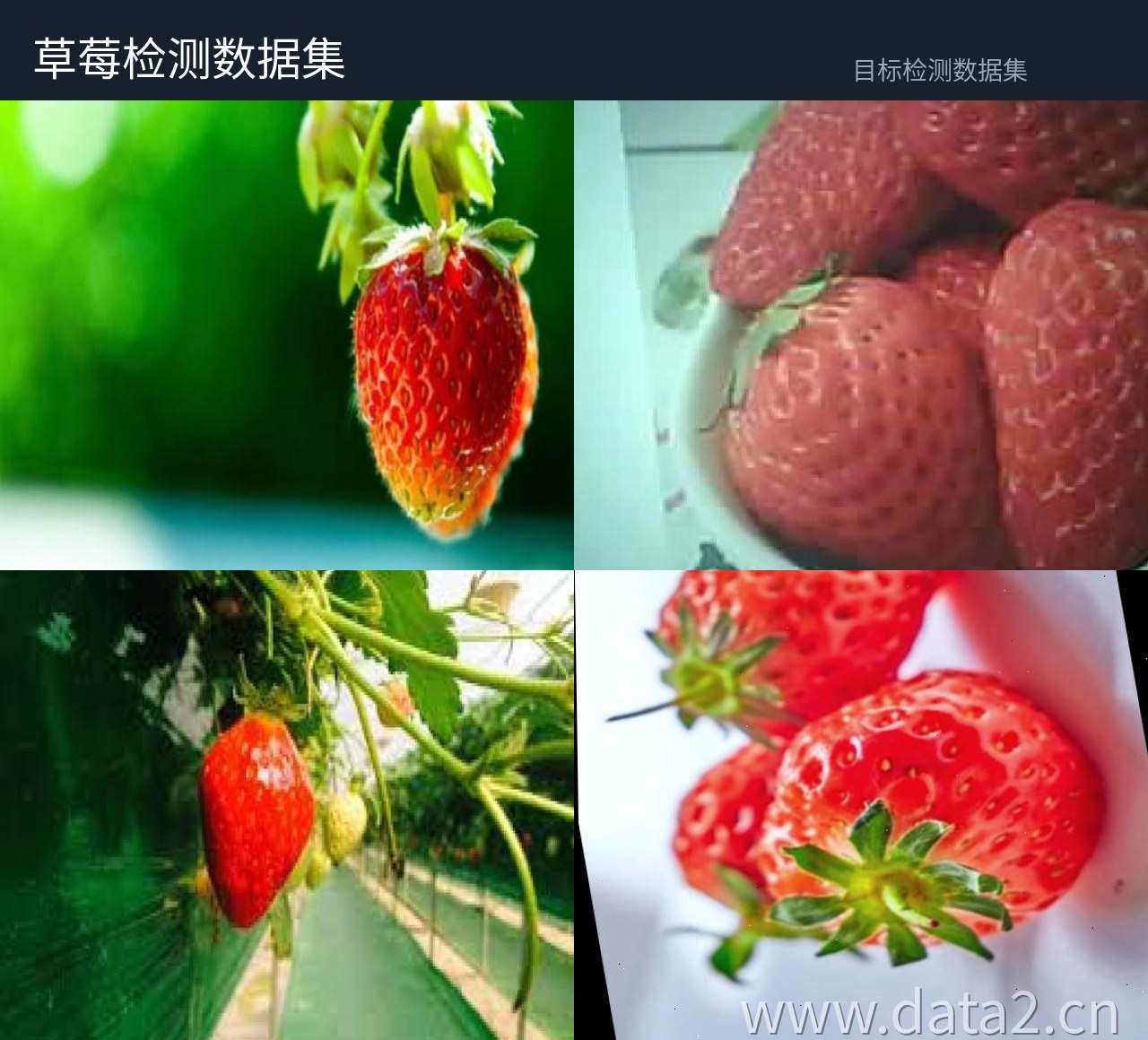 草莓检测数据集 预览图