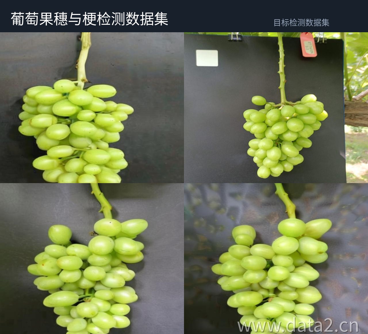 葡萄果穗与梗检测数据集 预览图