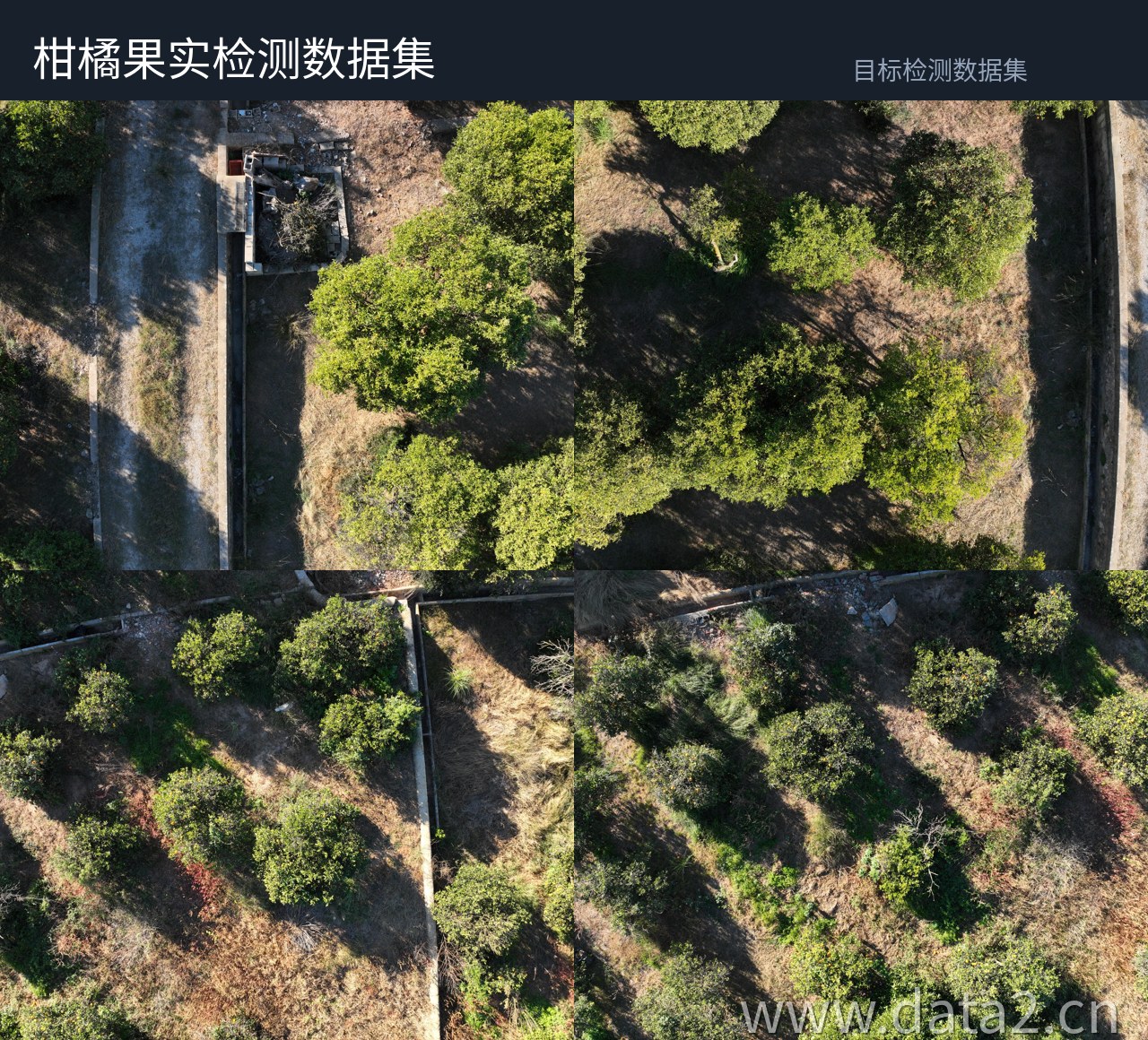 柑橘园航拍检测数据集 预览图