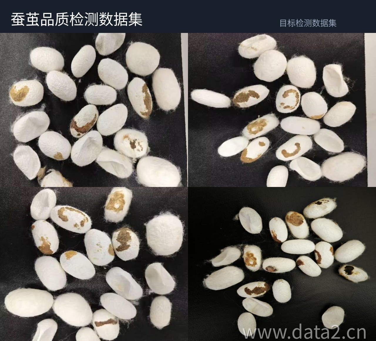 蚕茧外观检测数据集 预览图