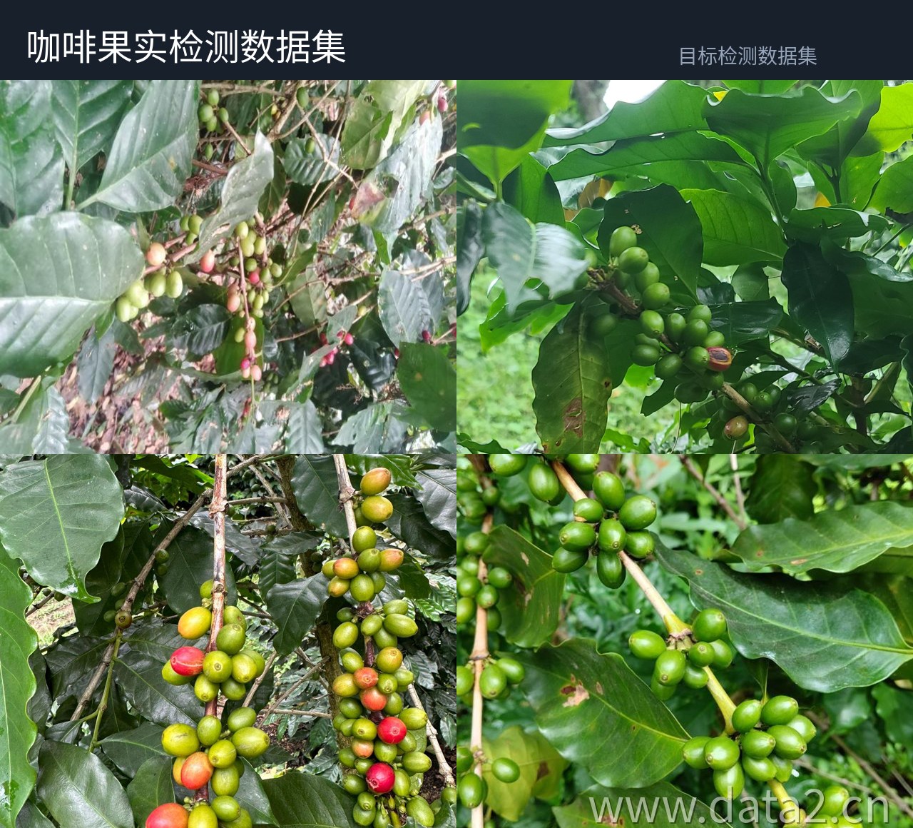 咖啡树果实检测数据集 预览图