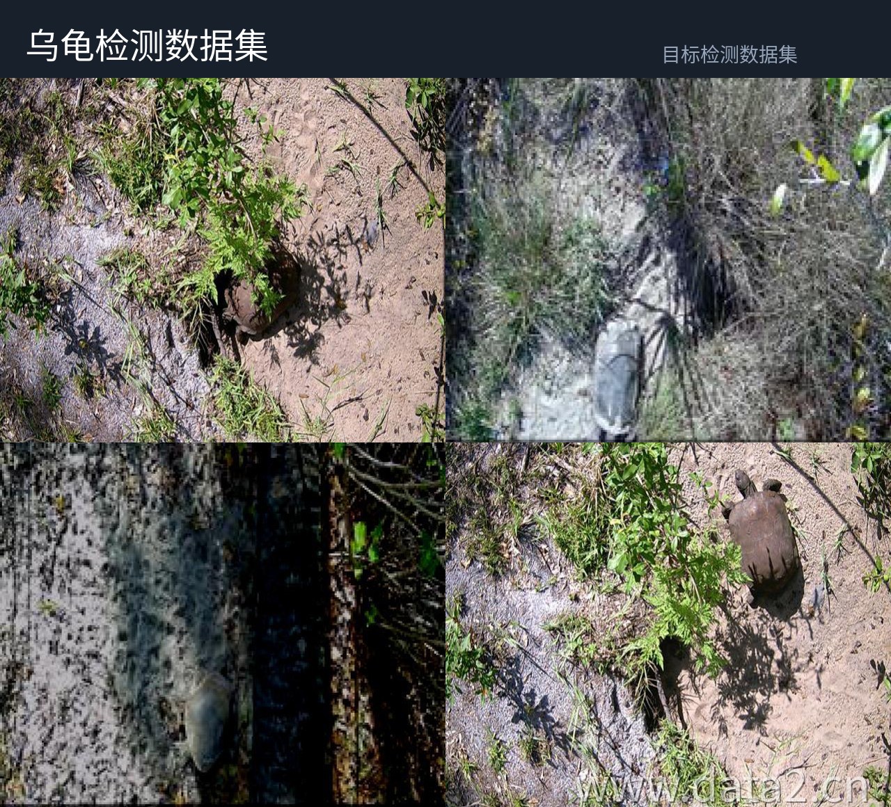 乌龟检测检测数据集 预览图