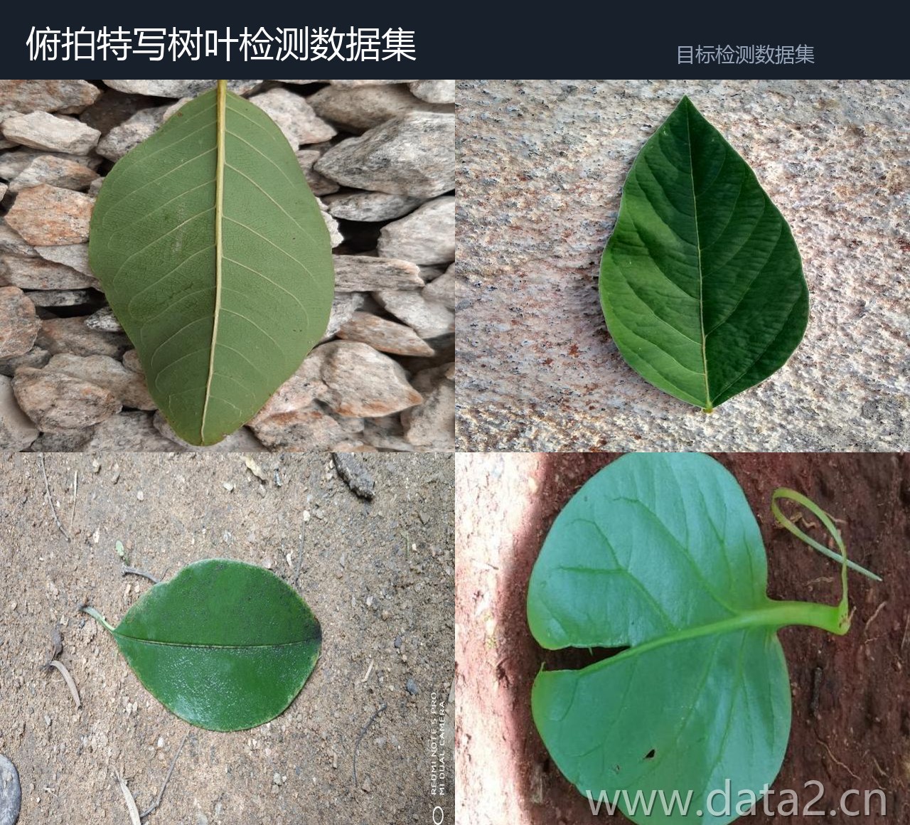俯拍特写树叶检测数据集 预览图