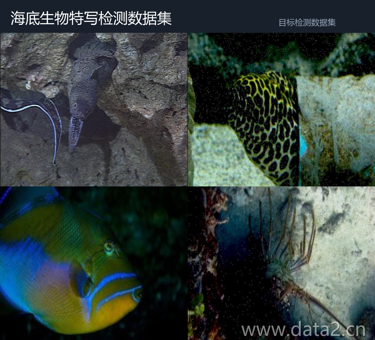 海底生物特写检测数据集 预览图