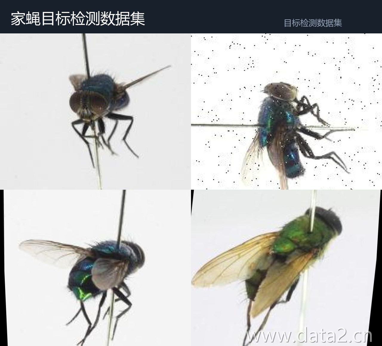 家蝇目标检测数据集 预览图
