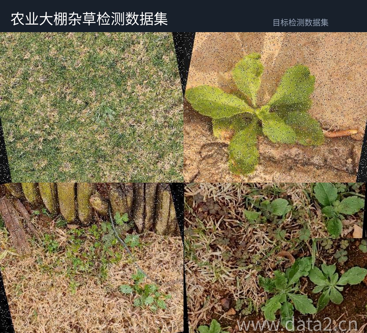 农田杂草航拍检测数据集 预览图