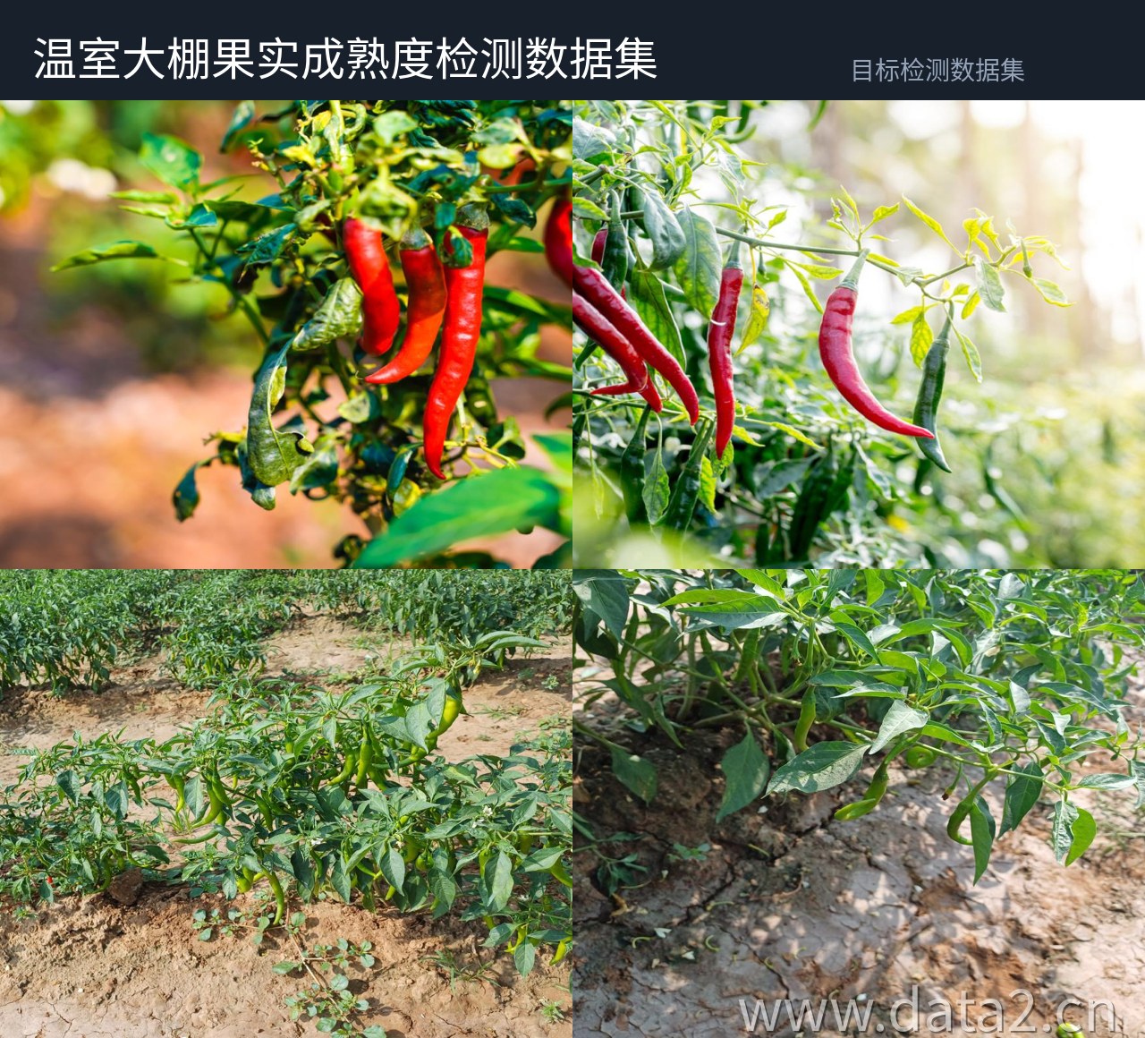 红辣椒成熟度检测数据集 预览图