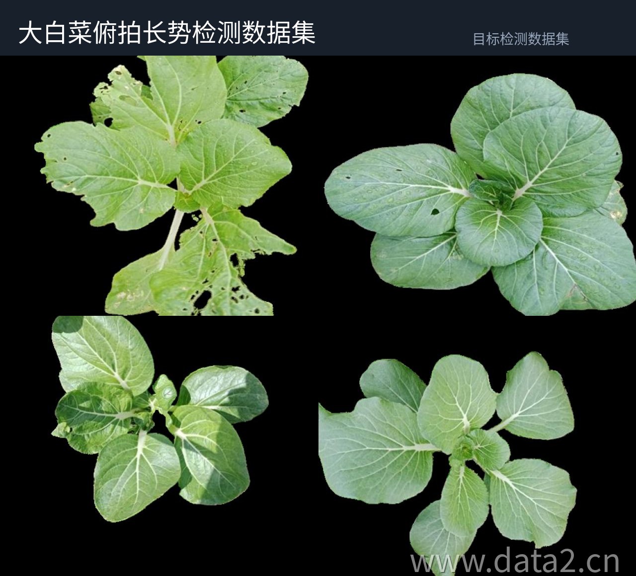 十字花科俯拍检测数据集 预览图