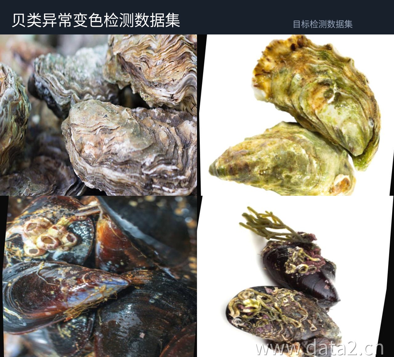 贝类异常检测数据集 预览图
