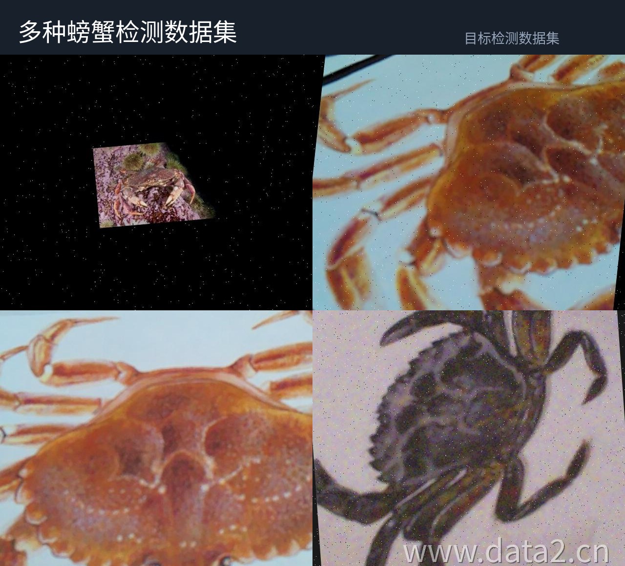 蟹类多视角检测数据集 预览图
