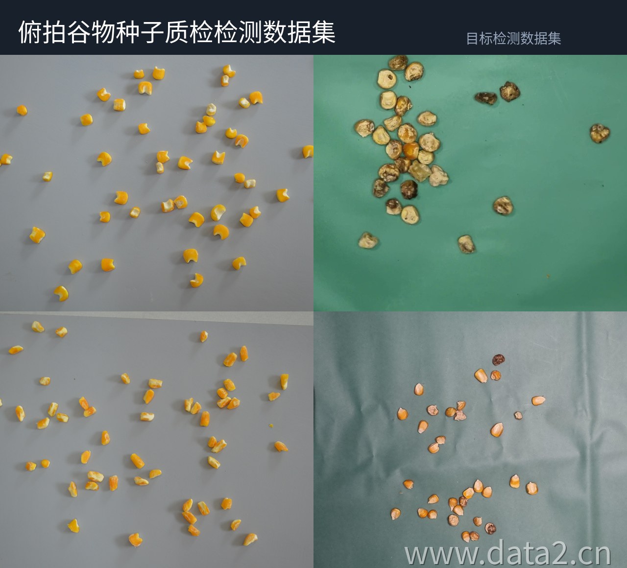 俯拍谷物种子质检检测数据集 预览图
