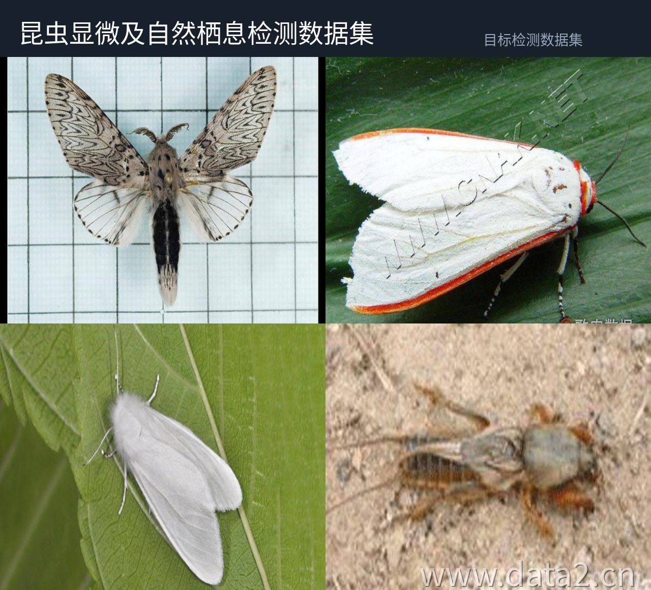 昆虫显微及自然栖息检测数据集 预览图