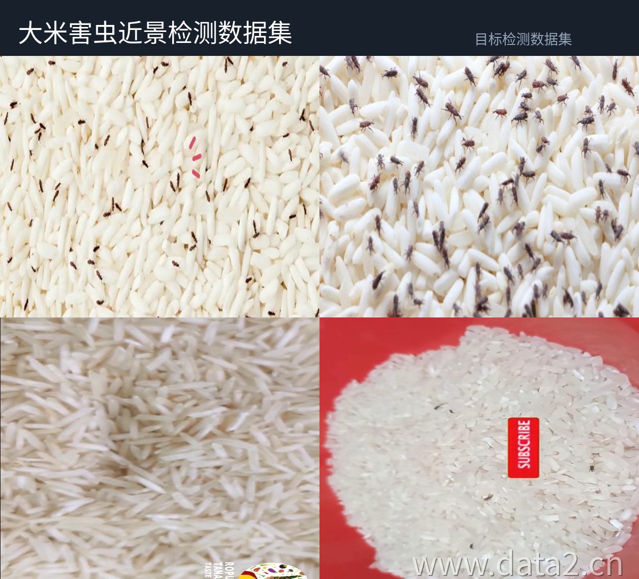大米害虫近景检测数据集 预览图