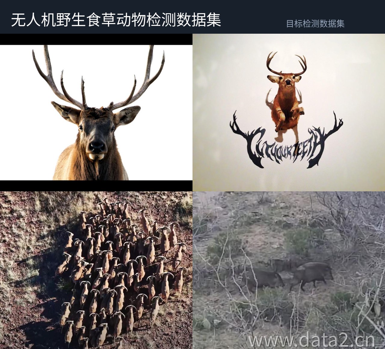 无人机野生食草动物检测数据集 预览图