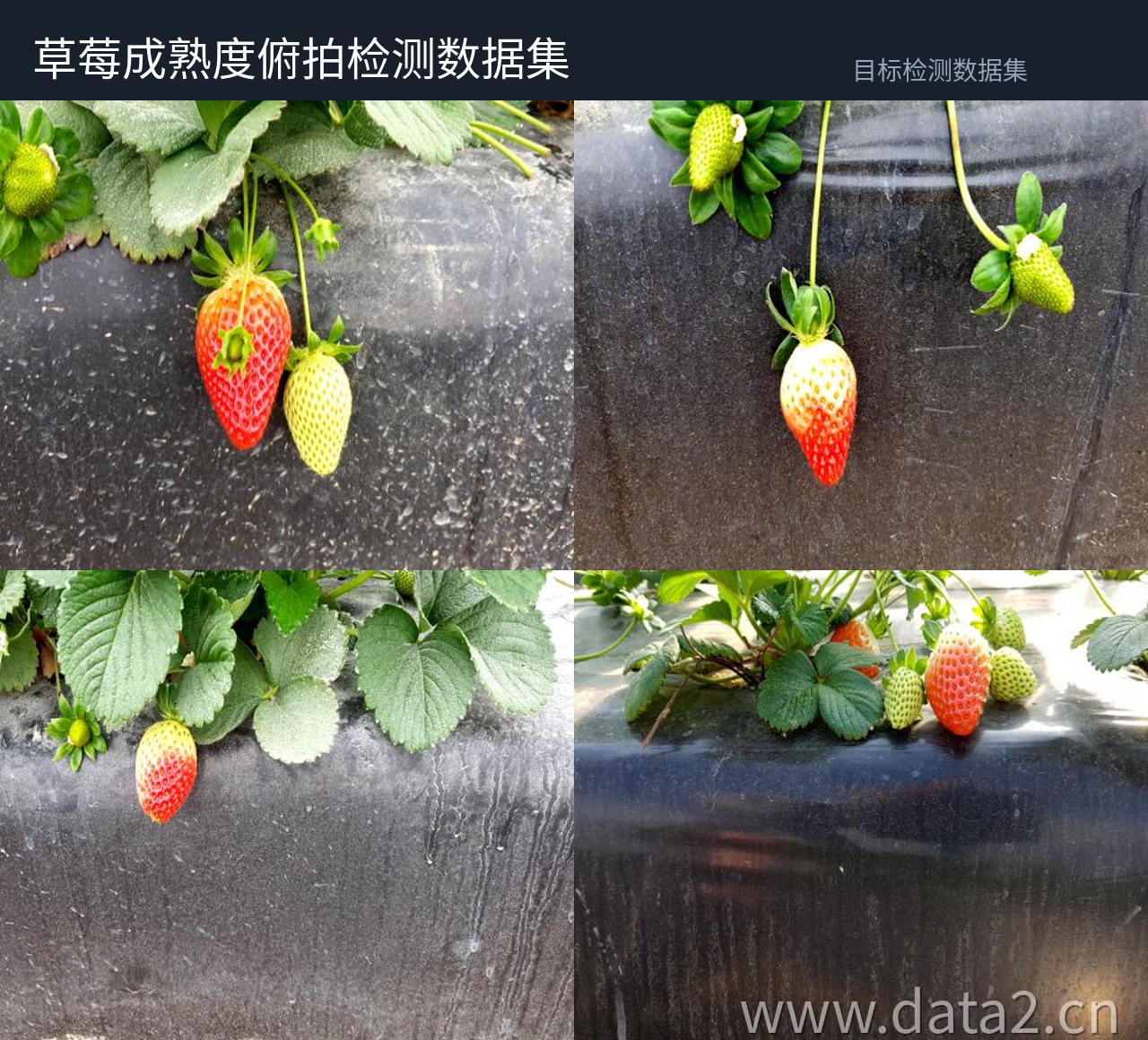 草莓成熟度俯拍检测数据集 预览图