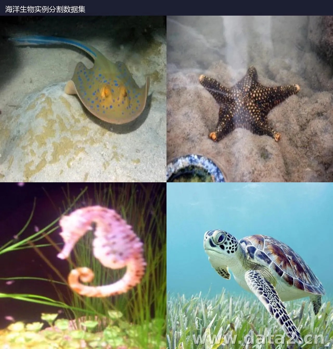 海洋生物实例分割数据集 预览图