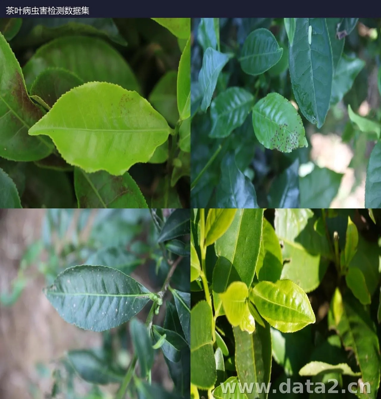 茶叶病虫害检测数据集 预览图